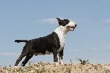 BULL TERRIER